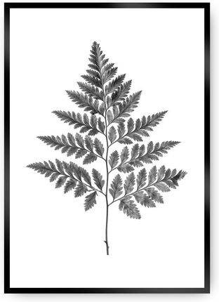 Dekoria Plakat Fern Grey 21×30 cm Ramka: Czarna