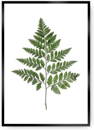 Dekoria Plakat Fern Green 21×30 cm Ramka: Czarna