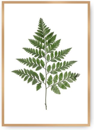 Dekoria Plakat Fern Green 30×40 cm Ramka: Złota