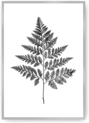 Dekoria Plakat Fern Grey 40×50 cm Ramka: Srebrna