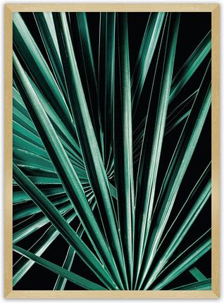 Dekoria Plakat Dark Palm Tree 50×70 cm Ramka: Złota