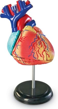 Montessori anatomiczny model serca