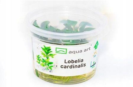 Lobelia cardinalis (in-vitro) - in-vitro Aqua-Art
