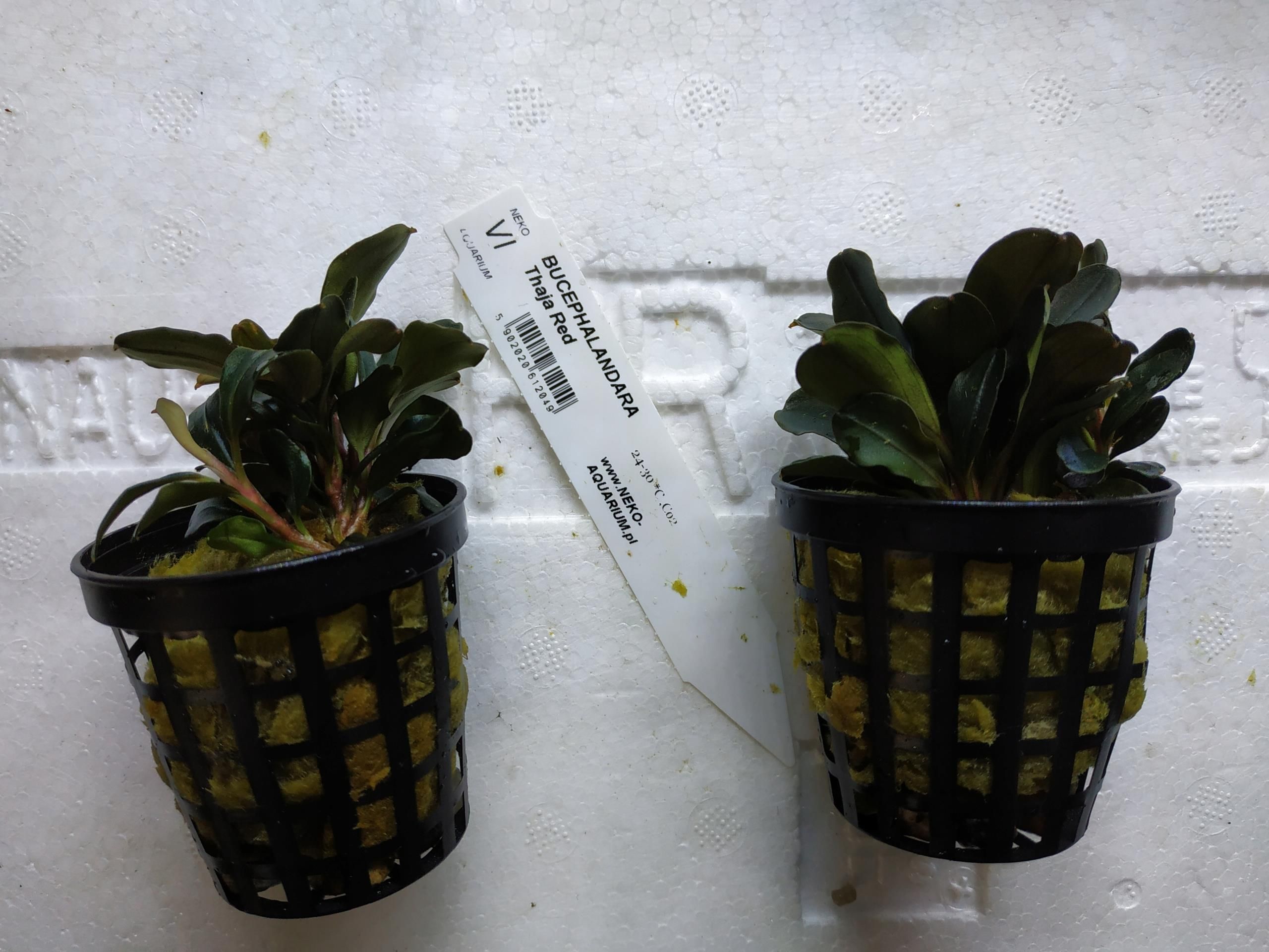 Bucephalandra sp. 'Theia Red' 37 zł/koszyk - Ceny i opinie