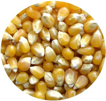 Kukurydza Popcorn Premium Naturalna 25kg