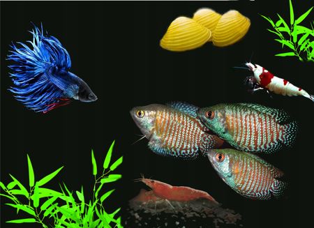Hikari Betta Bio-Gold 20g pokarm Bojownik saxon4 - zdjęcie 3