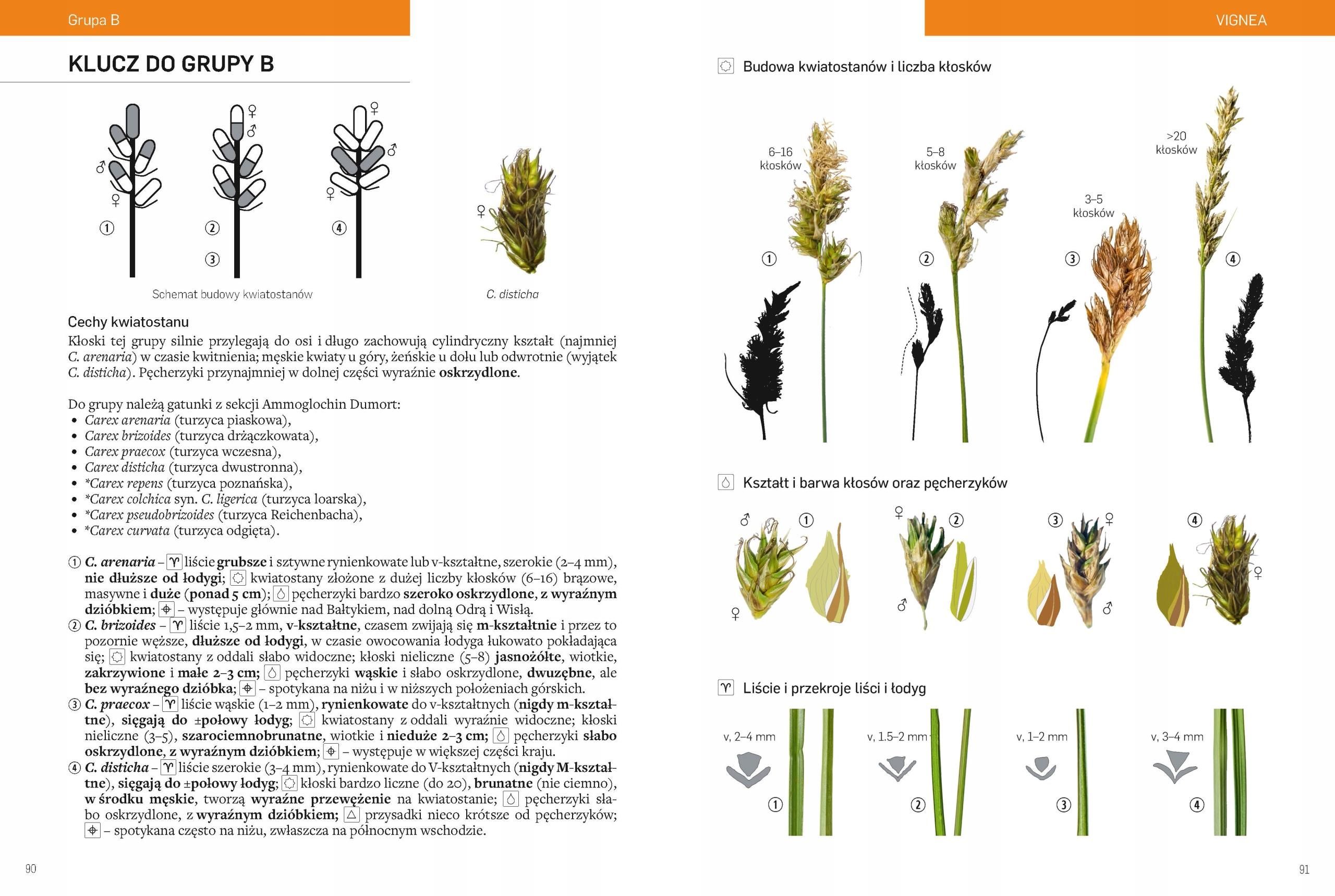Nazwy Organizmów Możemy Ustalić Na Podstawie Kluczy Do Oznaczania Gatunków Atlas turzyc z kluczami do oznaczania gatunków - Literatura