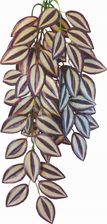 Zdjęcie Happet Roślina Do Terrarium Tradescantia 70Cm - Tychy