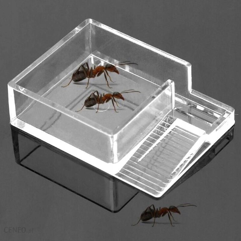 Ant Expert Ant Feeder Karmnik Dla Mrówek