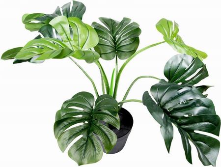 ivy plant English Ivy For Sale (Hedera helix)