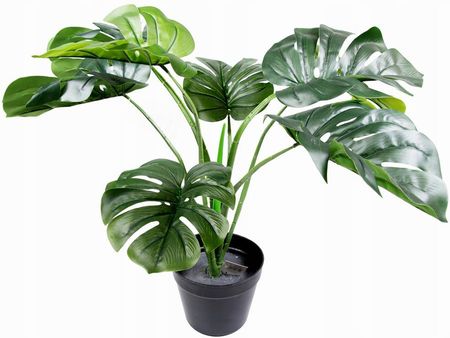 beaucarnea recurvata plant Beaucarnea recurvata (Elephant's Foot/ Ponytail Palm)