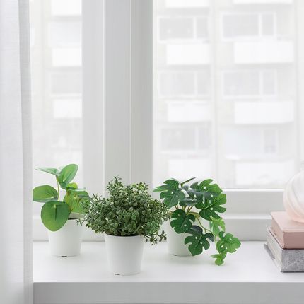 philodendron autumn queen Philodendron Autumn | Unique Plants for Delivery main image 1