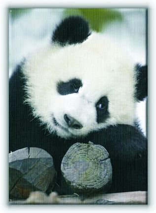 Wielka Panda - Obraz na płótnie Canvas