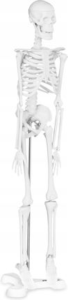 Physa Model Anatomiczny Szkieletu Człowieka W Skali 1:4
