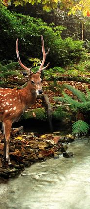 FOTOTAPETA SAMOPRZYLEPNA OKLEINA NA DRZWI NAKLEJKA