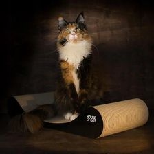 Zdjęcie DRAPAK DLA KOTA LEGOWISKO OD HOUSE OF CATS - Głubczyce