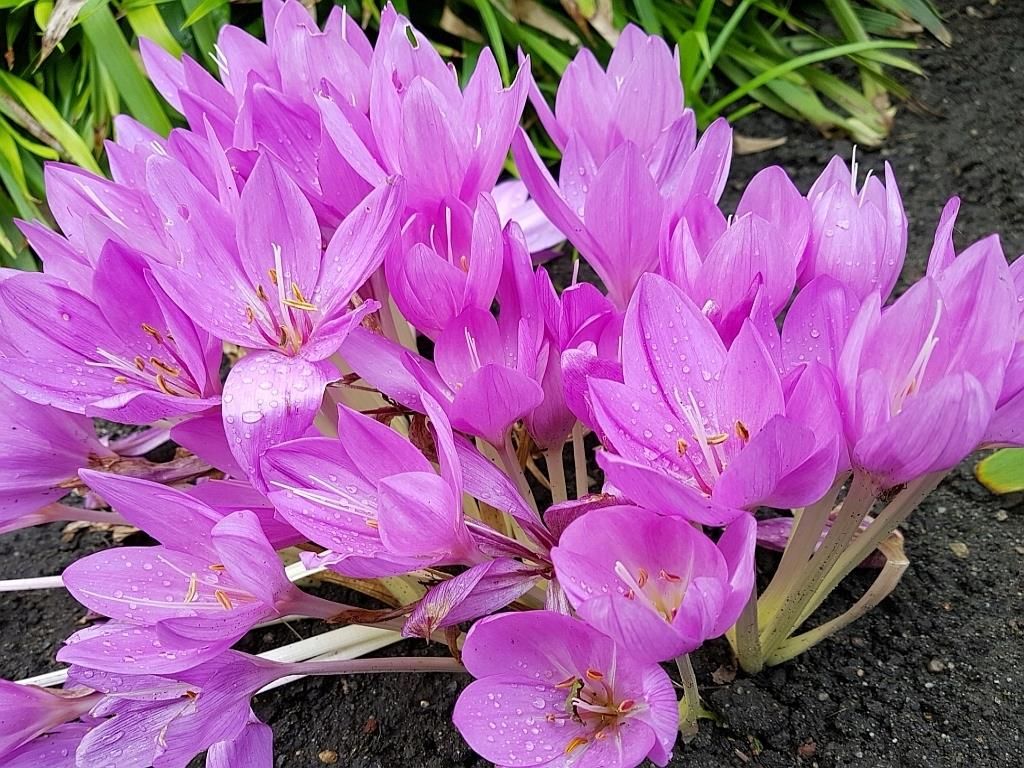ZIMOWIT JESIENNY COLCHICUM GIANT 10 CEB GRATIS Ceny I Opinie zimowit-jesienny-colchicum-giant-10-ceb-gratis-ceny-i-opinie