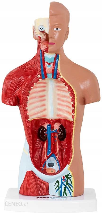 Model anatomiczny ludzkiego tułowia 26cm PHY-HT-1