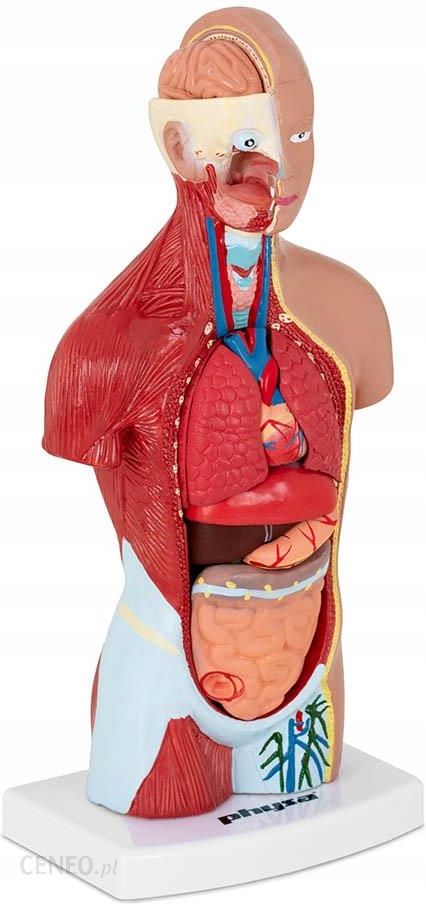 Model anatomiczny ludzkiego tułowia 26cm PHY-HT-1