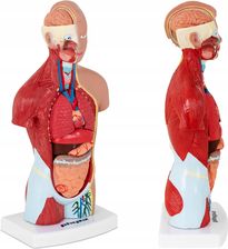 Model anatomiczny ludzkiego tułowia 26cm PHY-HT-1 - Sprzęt ratunkowy i szkoleniowy