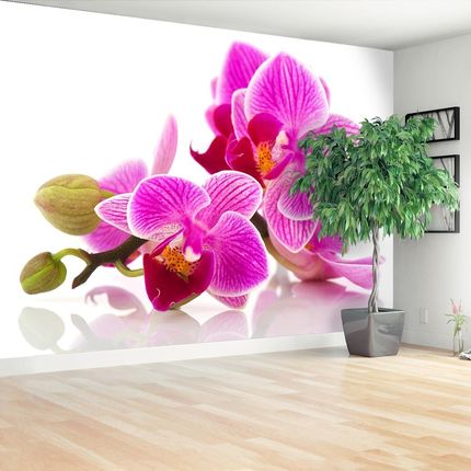 Tulup Fototapeta Kwiaty orchidei Samoprzylepna 416x254cm (PLFS94657999)