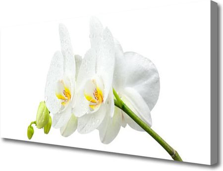 Tulup Obraz Canvas Płatki Kwiat Biały Storczyk 100x50cm (OCHNN76400548)