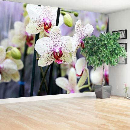 Tulup Fototapeta Orchidea Kwiaty Samoprzylepna 250x104cm (PLFS649897936)