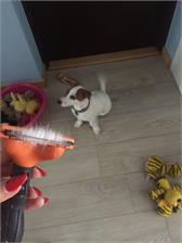 FURminator dla krótkowłosych psów ras średnich M