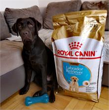 Royal Canin Labrador Retriever Puppy 12kg