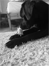 Royal Canin Labrador Retriever Puppy 12kg