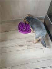 Outward Hound Fun Feeder Slo Bowl Miska Spowalniająca Jedzenie 29cm Fioletowy