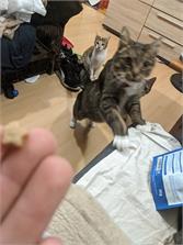TRIXIE Delikatne Przekąski Kitty Stars Łosoś Jagnięcina 140g