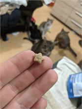 TRIXIE Delikatne Przekąski Kitty Stars Łosoś Jagnięcina 140g