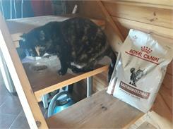 Royal Canin Veterinary Diet Gastro Intestinal Moderate Calorie Gim35 4Kg