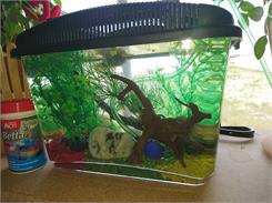 BETTA KIT AKWARIUM DLA BOJOWNIKA 6 LITRÓW
