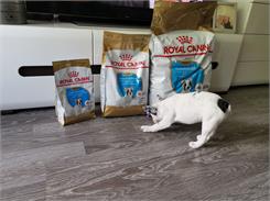Royal Canin French Bulldog Puppy 3kg