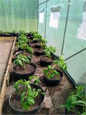 GardenPoint Tunel foliowy do uprawy roślin 2x3,5m GAP010