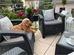 Allibert Corfu Set Quatro - Antracyt / Szary