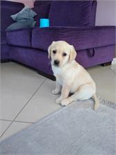 Royal Canin Labrador Retriever Puppy 12kg