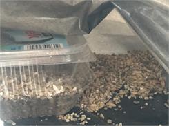 CERTECH Trawka szybkorosnąca dla kota 150g