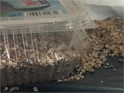 CERTECH Trawka szybkorosnąca dla kota 150g