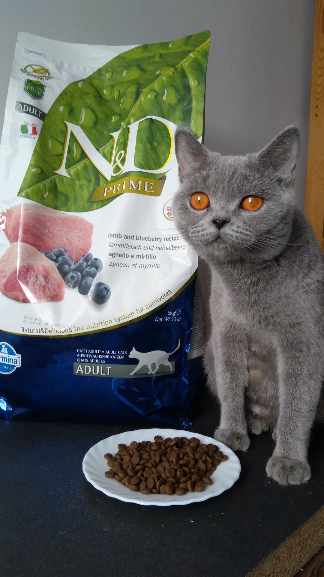 Karma Farmina N&D Lamb & Blueberry Adult Cat 5kg - Ceny I Opinie - Ceneo.pl