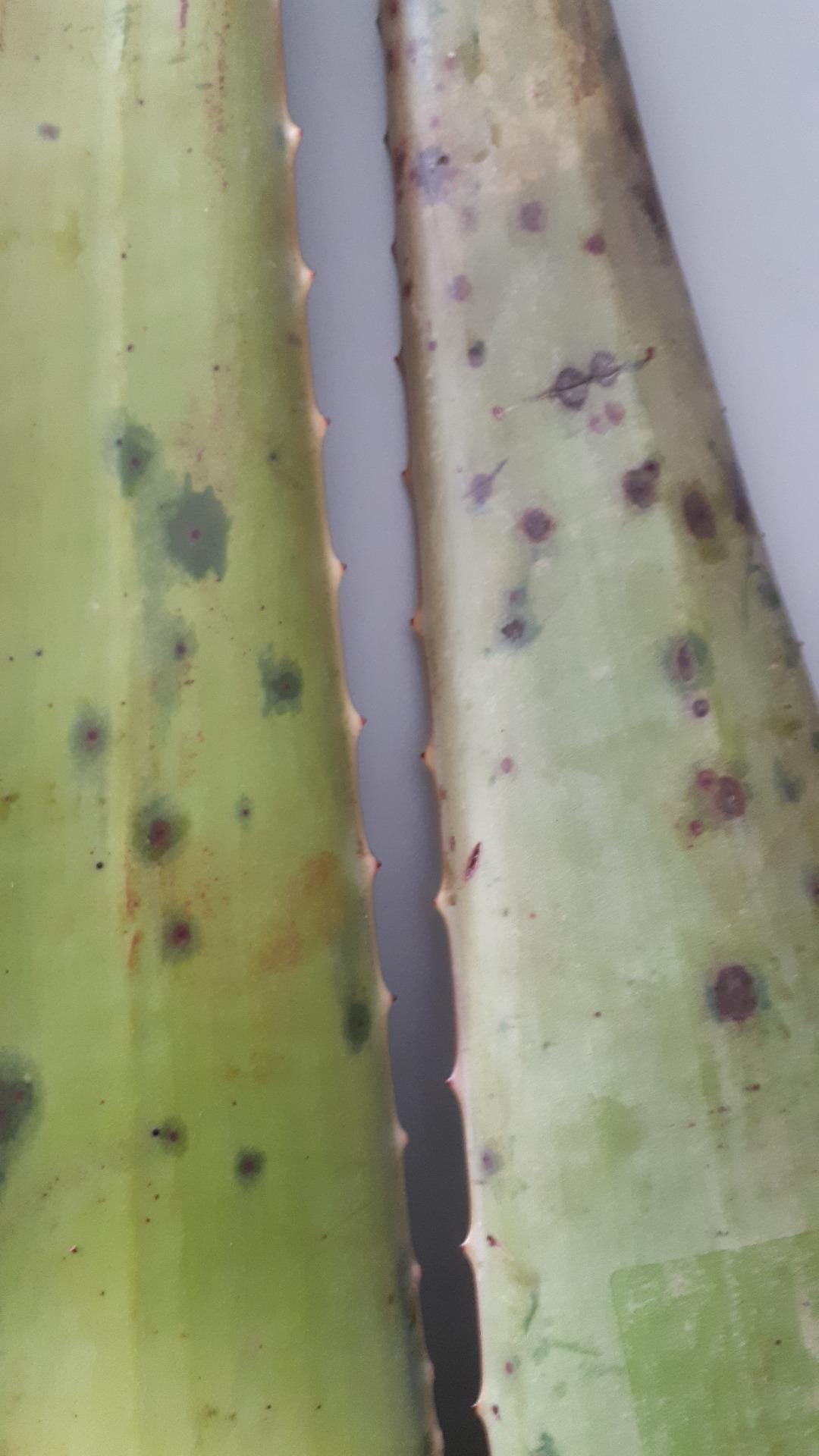 perna aloe vera Pernă Aloe Vera Therapy, din spumă cu memorie flexibilă, husă detașabi main image 0