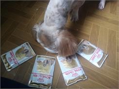 Royal Canin Shih Tzu Adult w pasztecie 12x85g