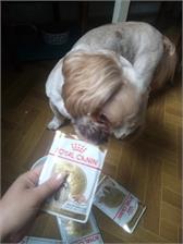 Royal Canin Shih Tzu Adult w pasztecie 12x85g