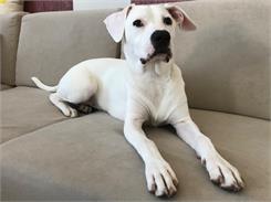 Acana Heritage Puppy Large Breed 17Kg