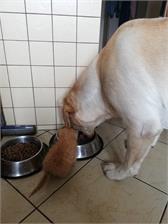 Eukanuba Breed Specific Sucha karma dla dorosłych psów rasy labrador retriever 12kg