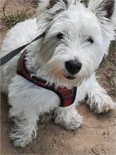 Dog Chow Puppy Dla Szczeniąt z Jagnięciną 2,5kg