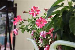 Canon EOS 850D + EF-S 18-55mm F4-5.6 IS STM