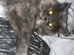 Royal Canin Persian Kitten 400g